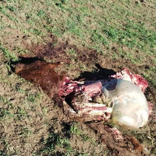 449692260_993991112736387_4530475285907902023_n