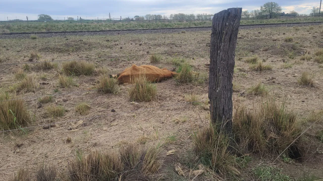 Imagen de WhatsApp 2025-09-23 a las 16.04.05_5709af0c