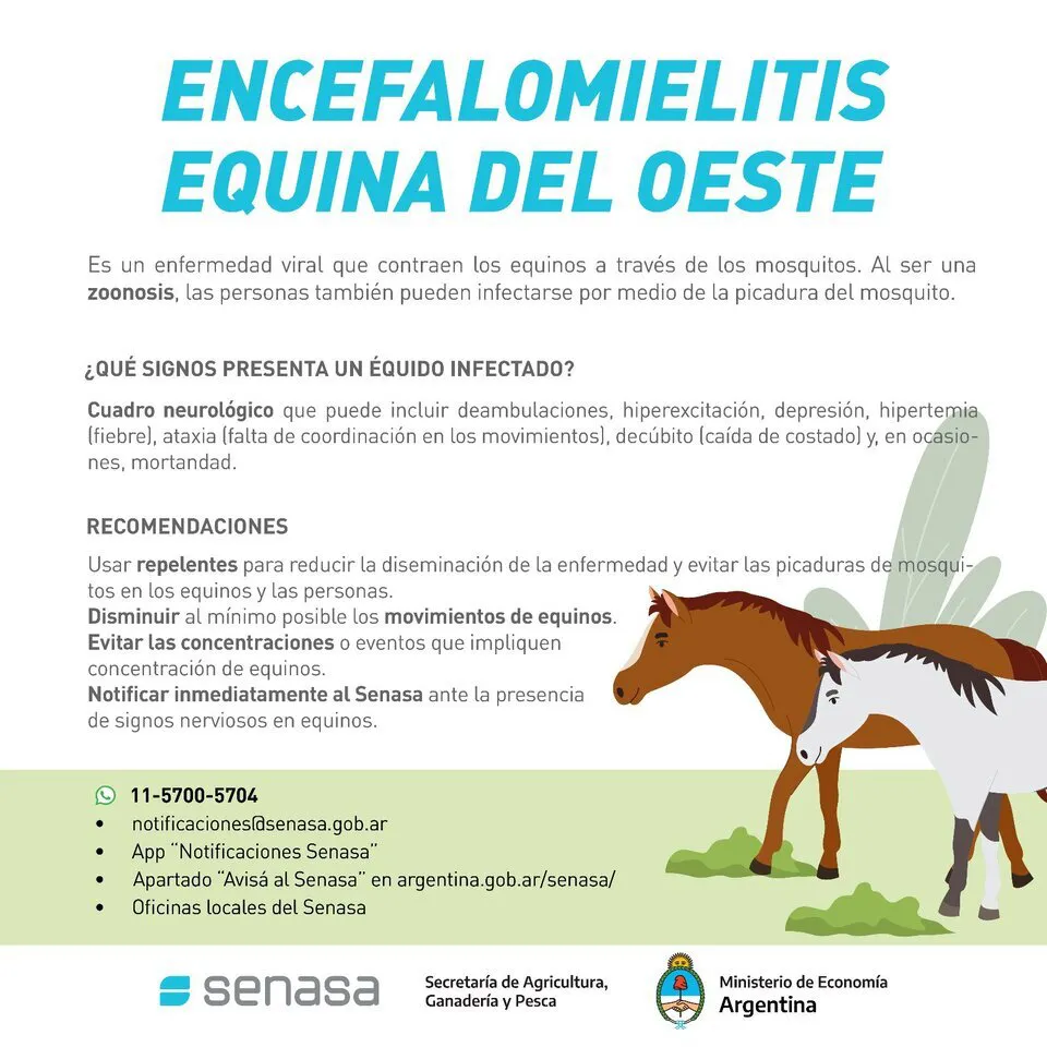 equina2