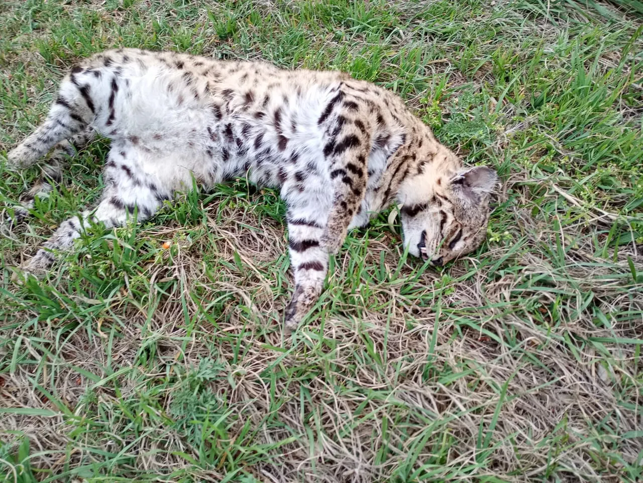 Imagen de WhatsApp 2024-10-08 a las 18.56.08_00553c65